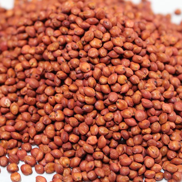 수단그라스 1kg 목초 씨앗 녹비작물 종자